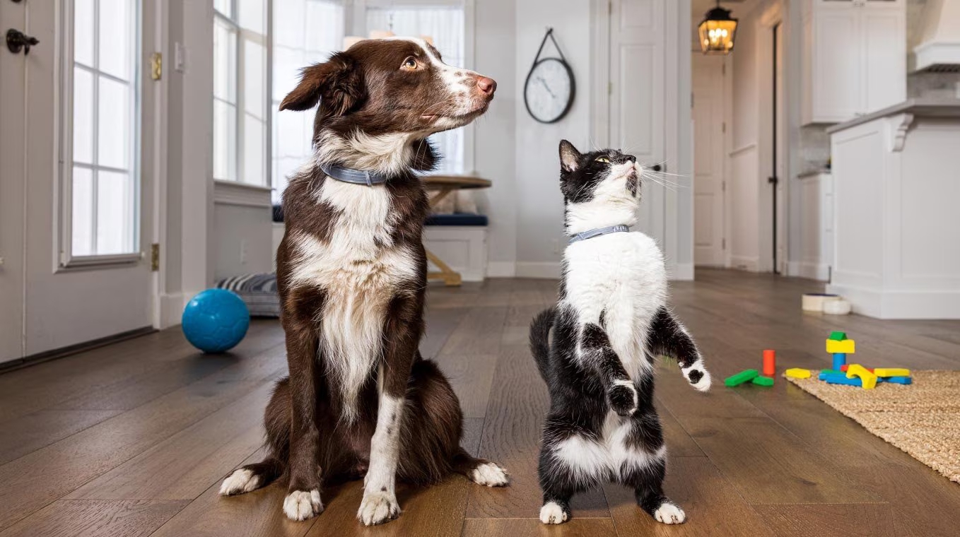 Milbemax Entwurmungstabletten für Hunde und Katzen